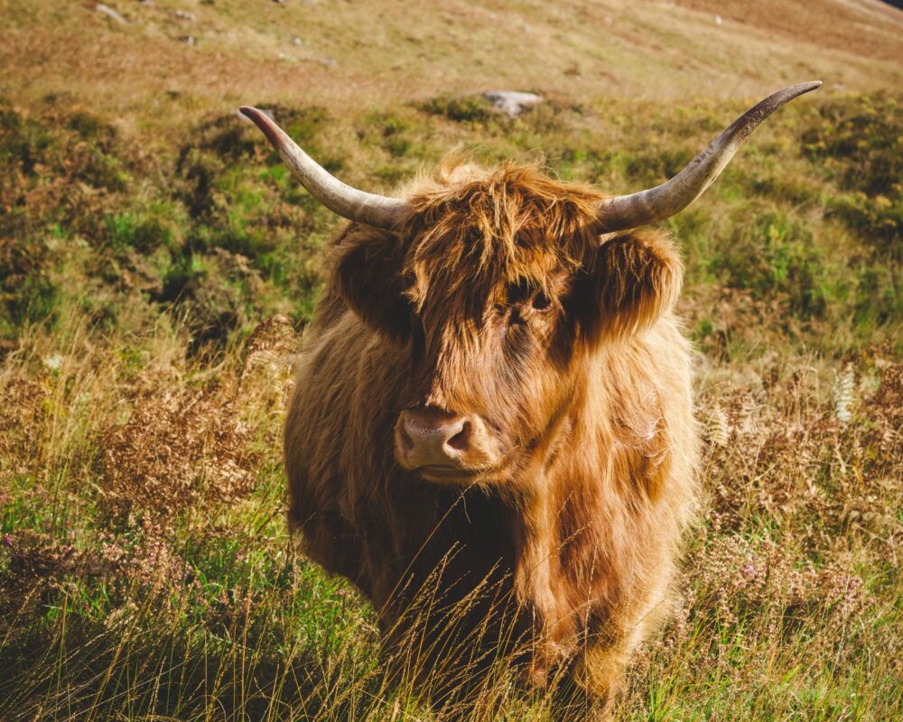 Isle of Arran | Scotland